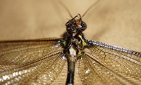 BitFly(bitflyer)