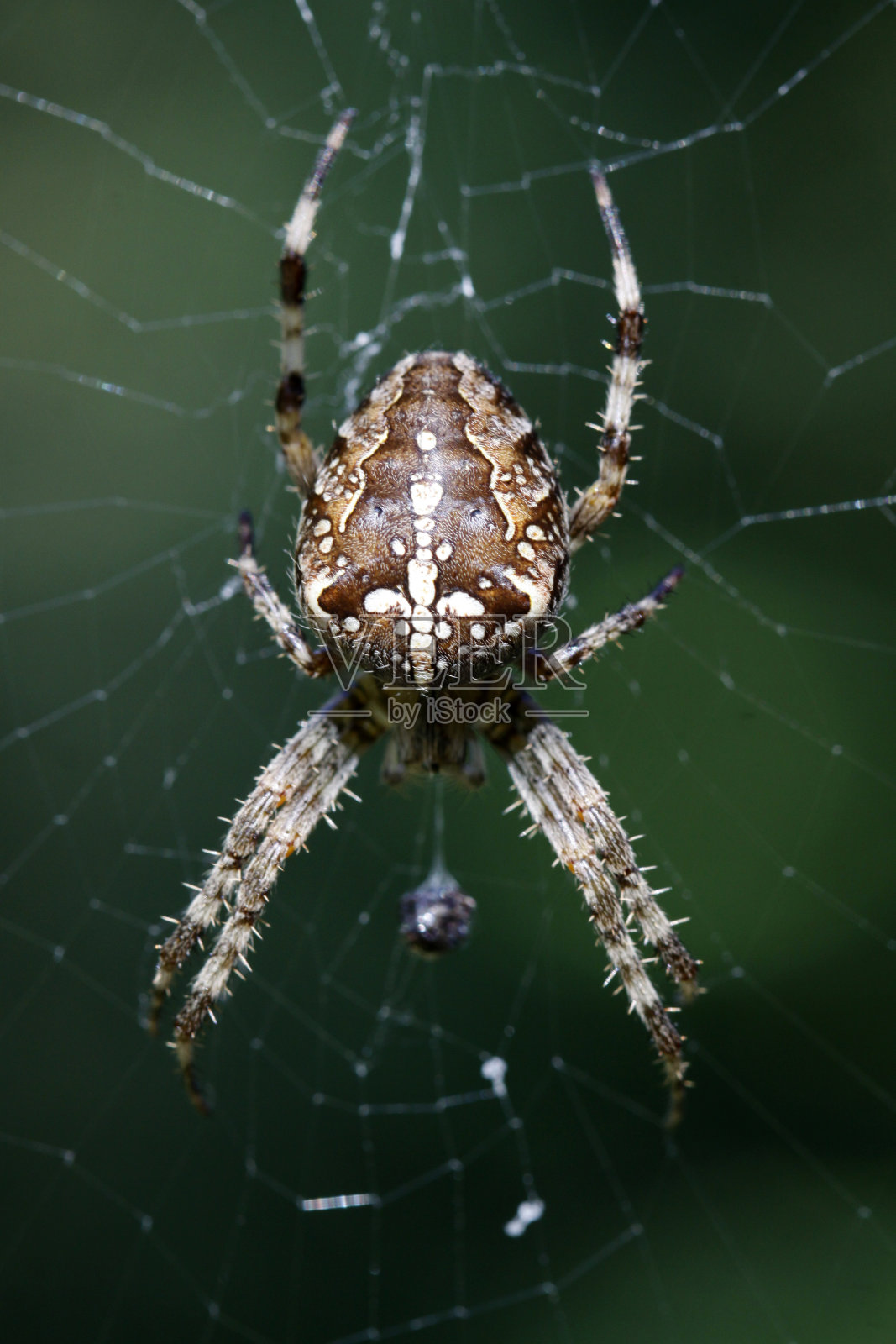 欧洲蜘蛛(欧洲蜘蛛系列是哪个国家)