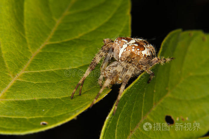 欧洲蜘蛛(欧洲蜘蛛系列是哪个国家)