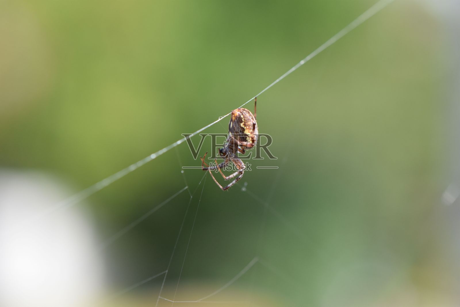 欧洲蜘蛛(欧洲蜘蛛蟹出自哪个国家) 欧洲蜘蛛(欧洲蜘蛛蟹出自哪个国家)
