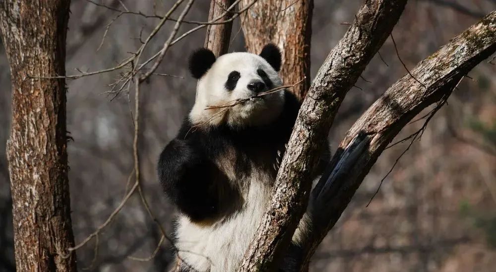 PandaFe(PANDA风扇拆卸步骤详解)