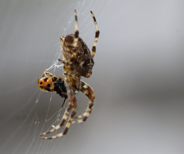 欧洲蜘蛛(欧洲蜘蛛蟹图片)