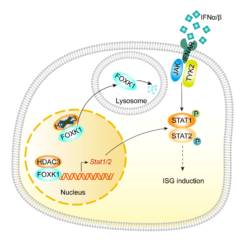 1inch(1inch是多少厘米)