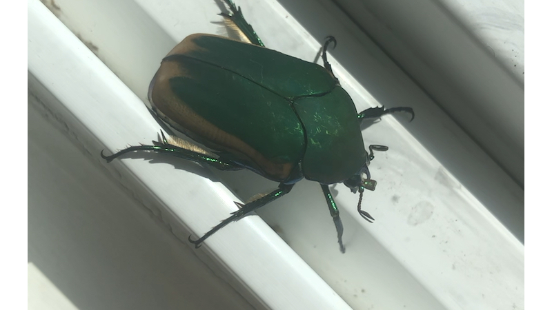 金龟(金龟子刘纯燕个人资料) 金龟(金龟子刘纯燕个人资料)