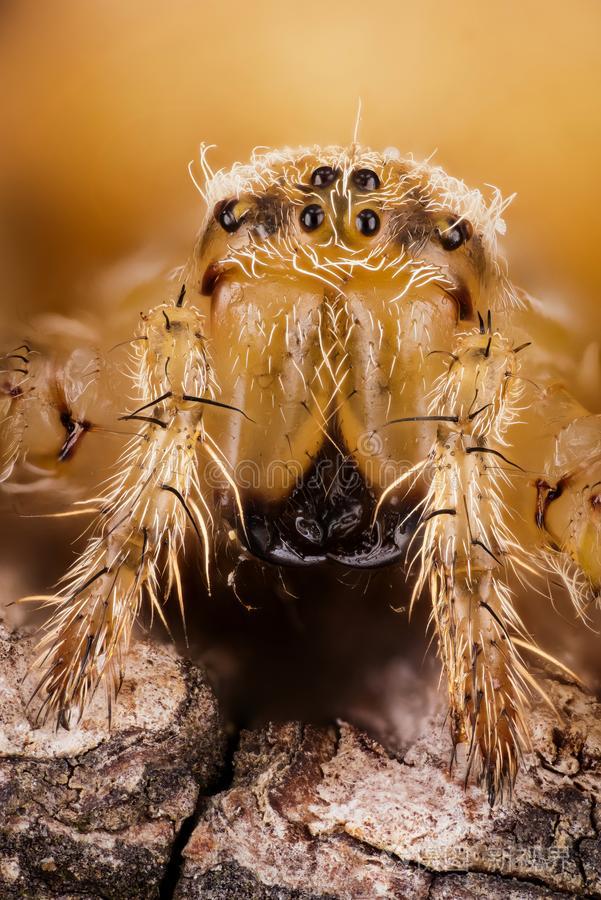 欧洲蜘蛛(欧洲蜘蛛系列是真的吗)