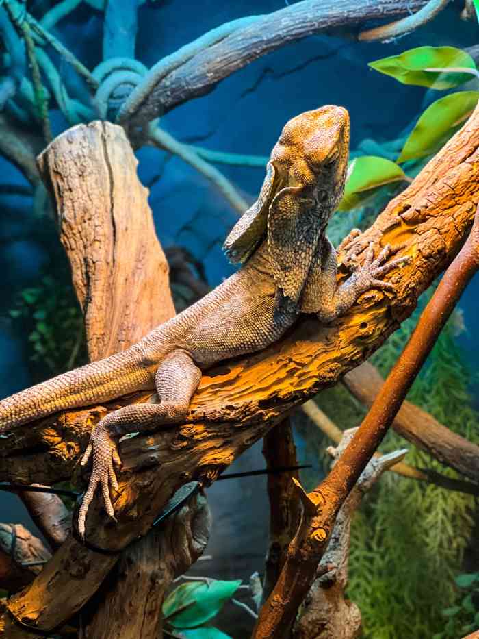 ZOOOO(zooooooo day什么意思)