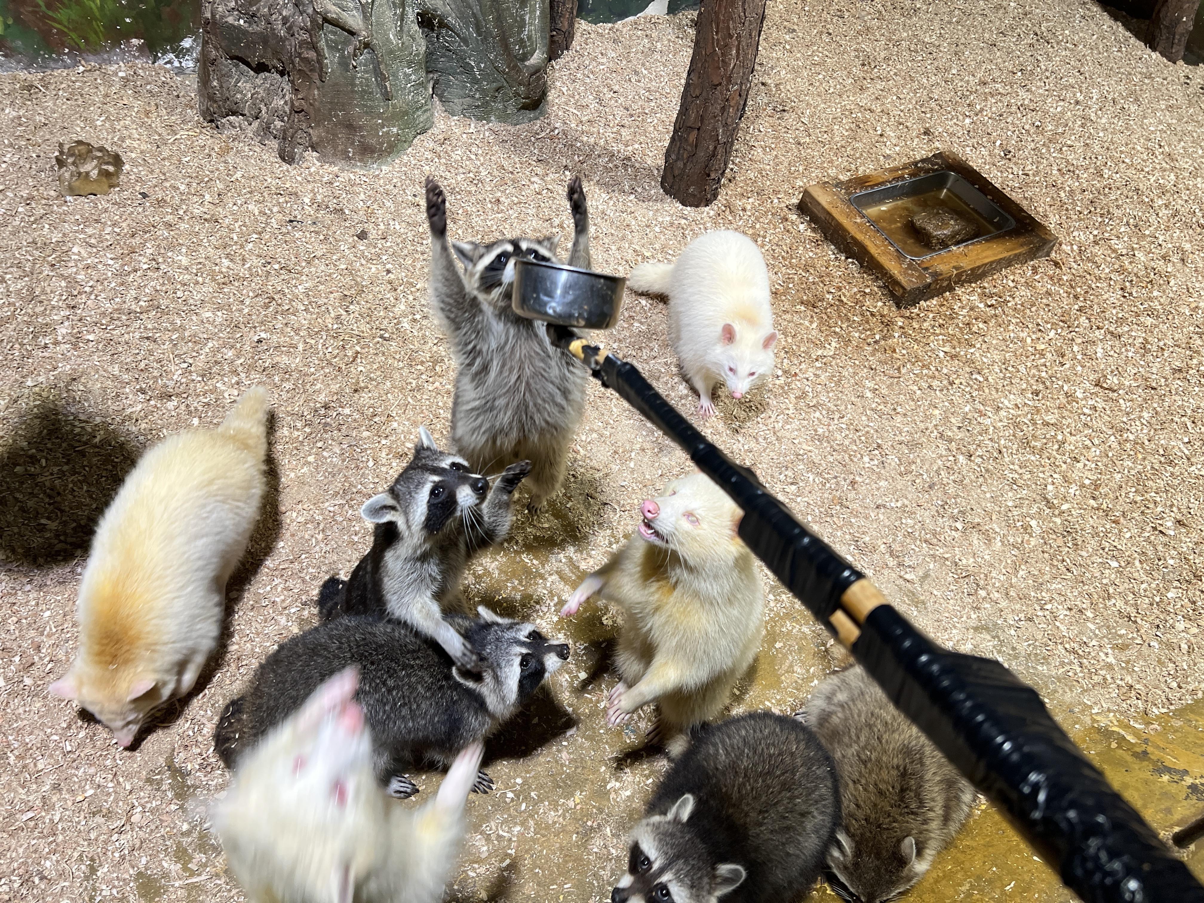 ZOOOO(zooooooo day什么意思)