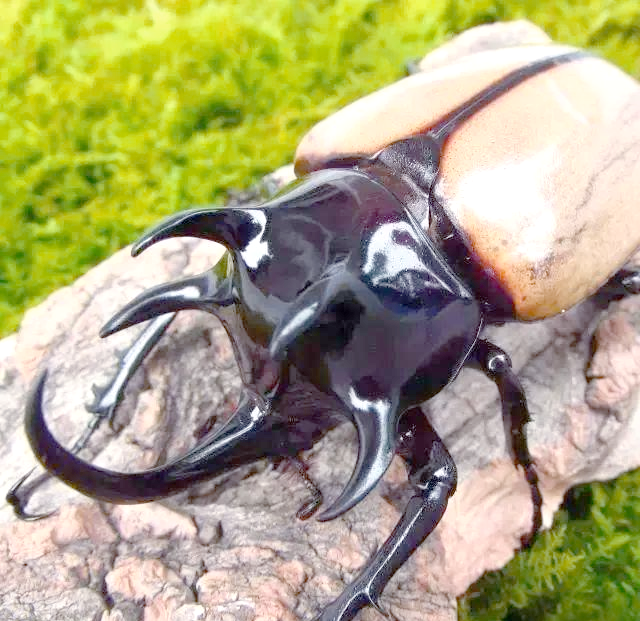 金龟(金龟子的个人资料简介)