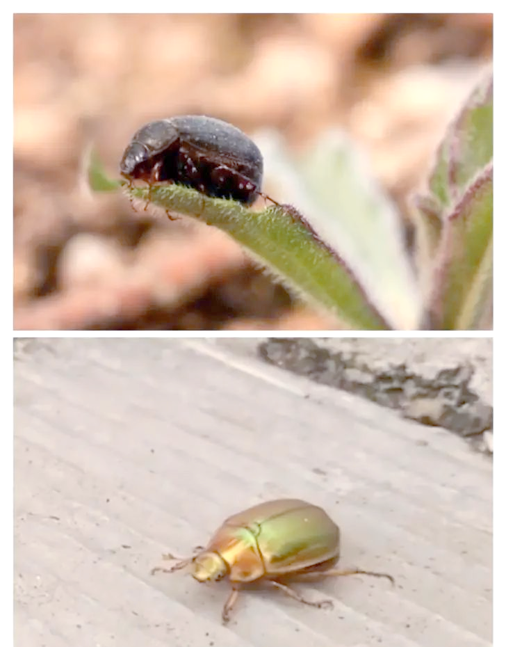 金龟(金龟子昆虫)