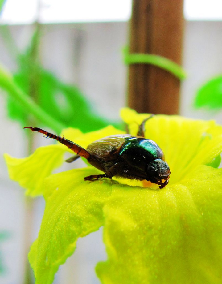 金龟(金龟子昆虫)