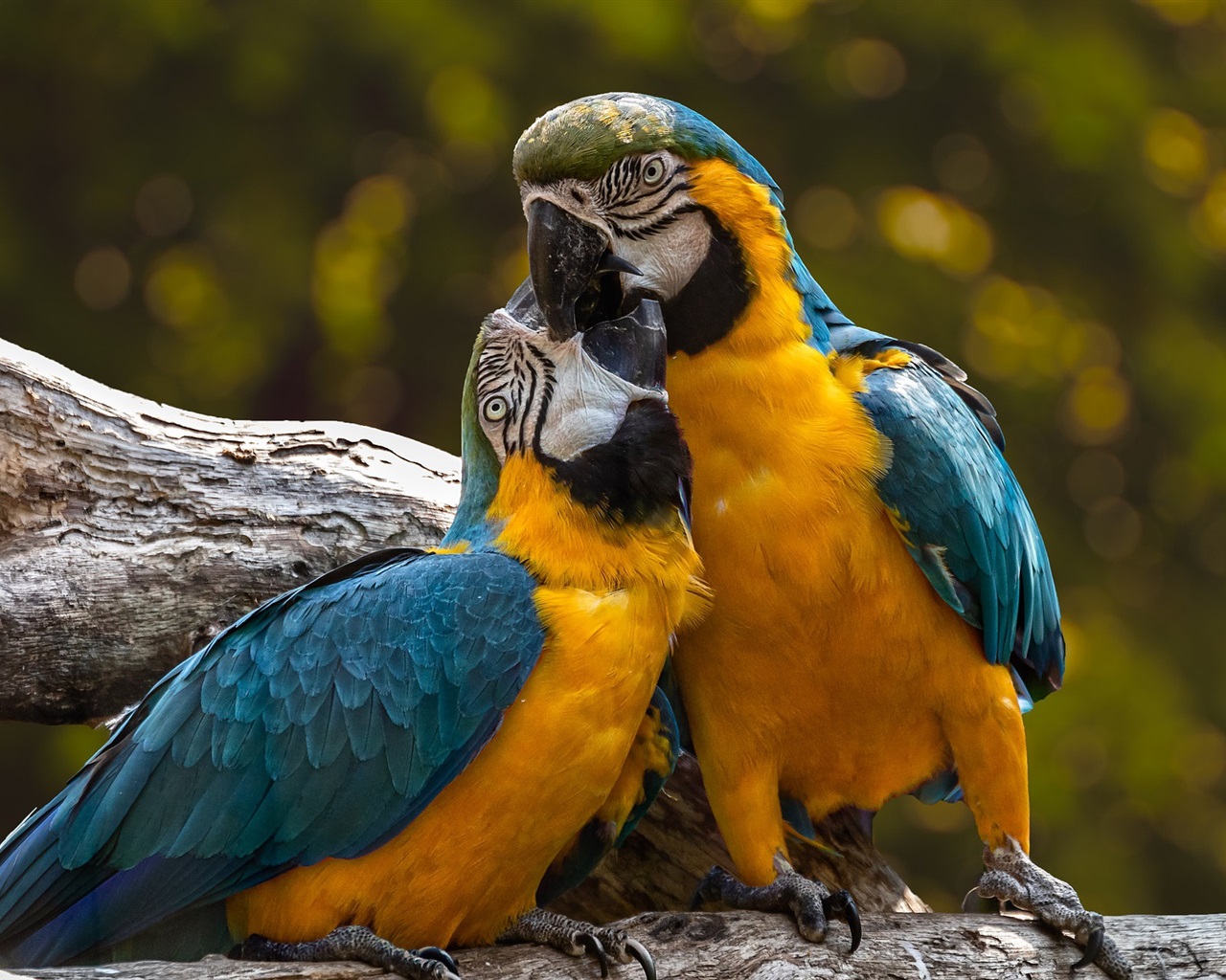 Paribu(paribu是什么意思)