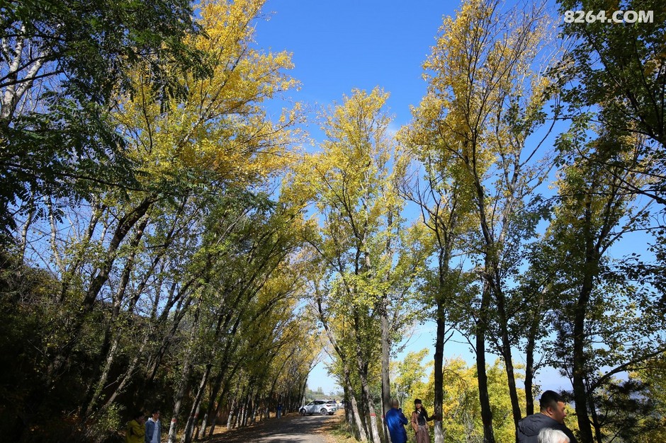 龙阁(龙阁万岁山是什么生肖)