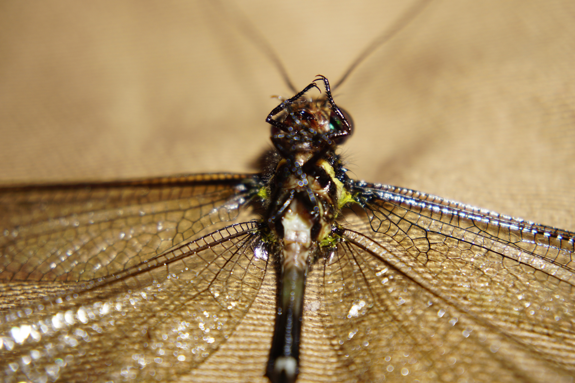 BitFly(bitflyer) BitFly(bitflyer)